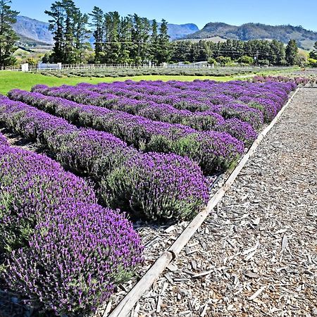 Lavender Farm Guest House Franschhoek Kültér fotó