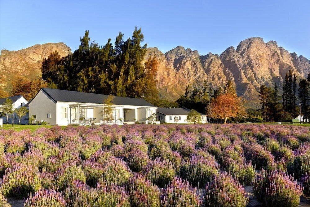 Lavender Farm Guest House Franschhoek Kültér fotó