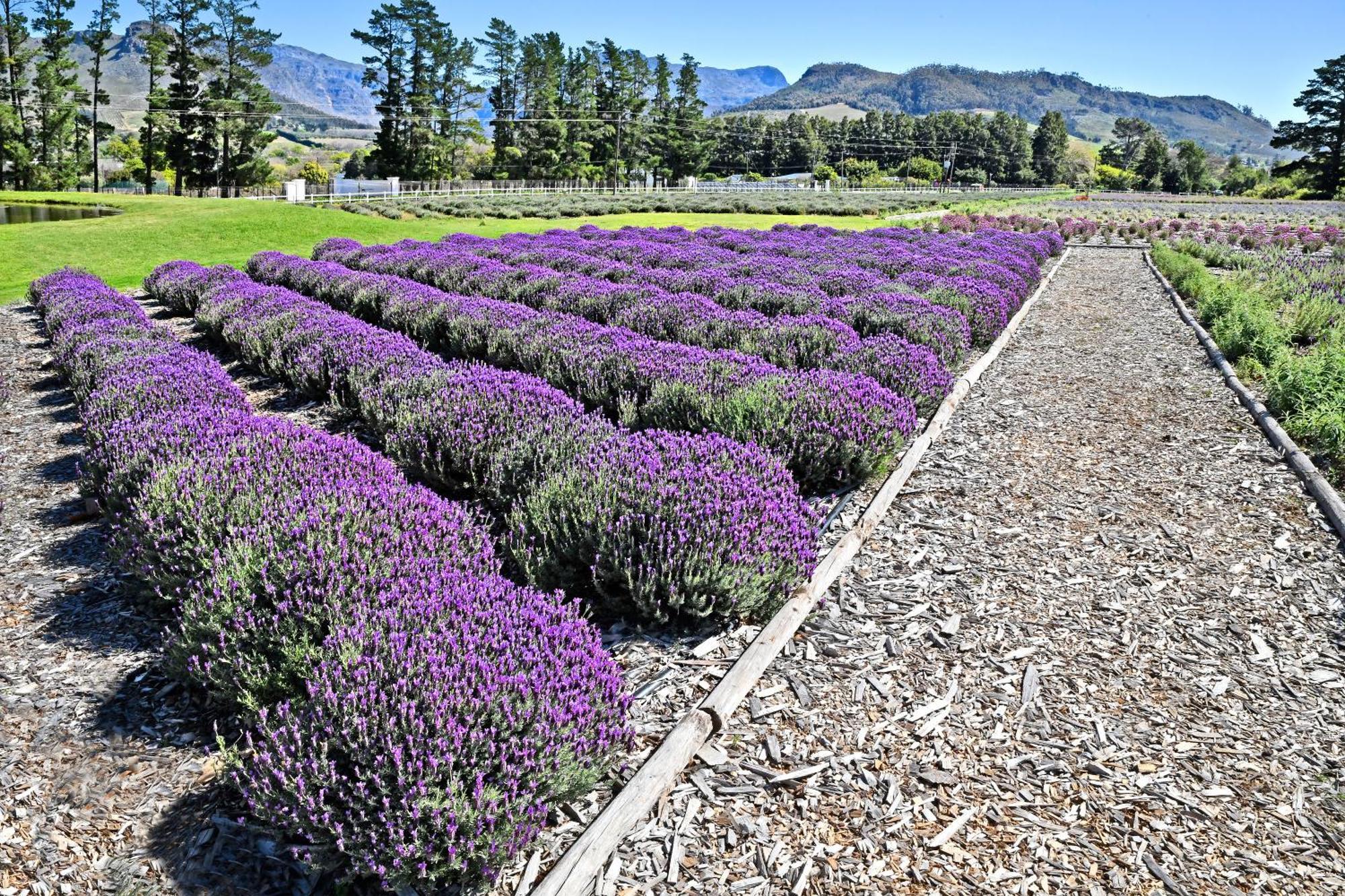 Lavender Farm Guest House Franschhoek Kültér fotó