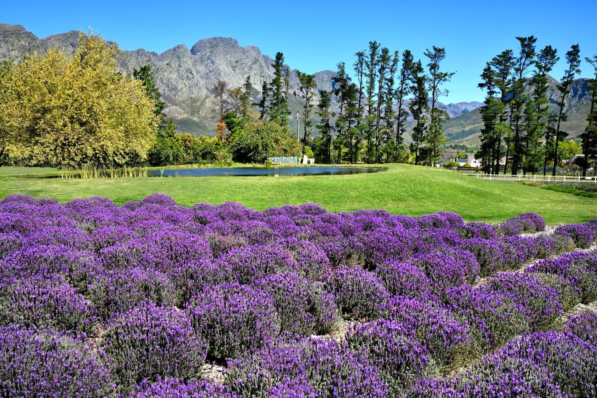 Lavender Farm Guest House Franschhoek Kültér fotó