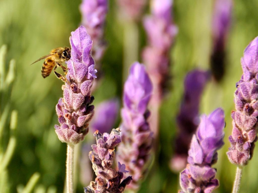 Lavender Farm Guest House Franschhoek Kültér fotó