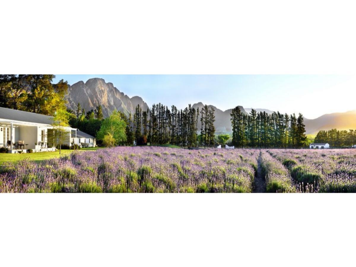 Lavender Farm Guest House Franschhoek Kültér fotó