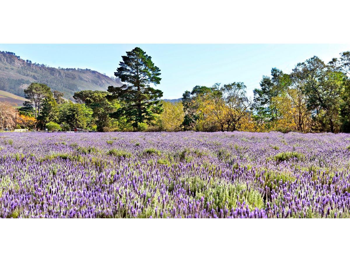 Lavender Farm Guest House Franschhoek Kültér fotó