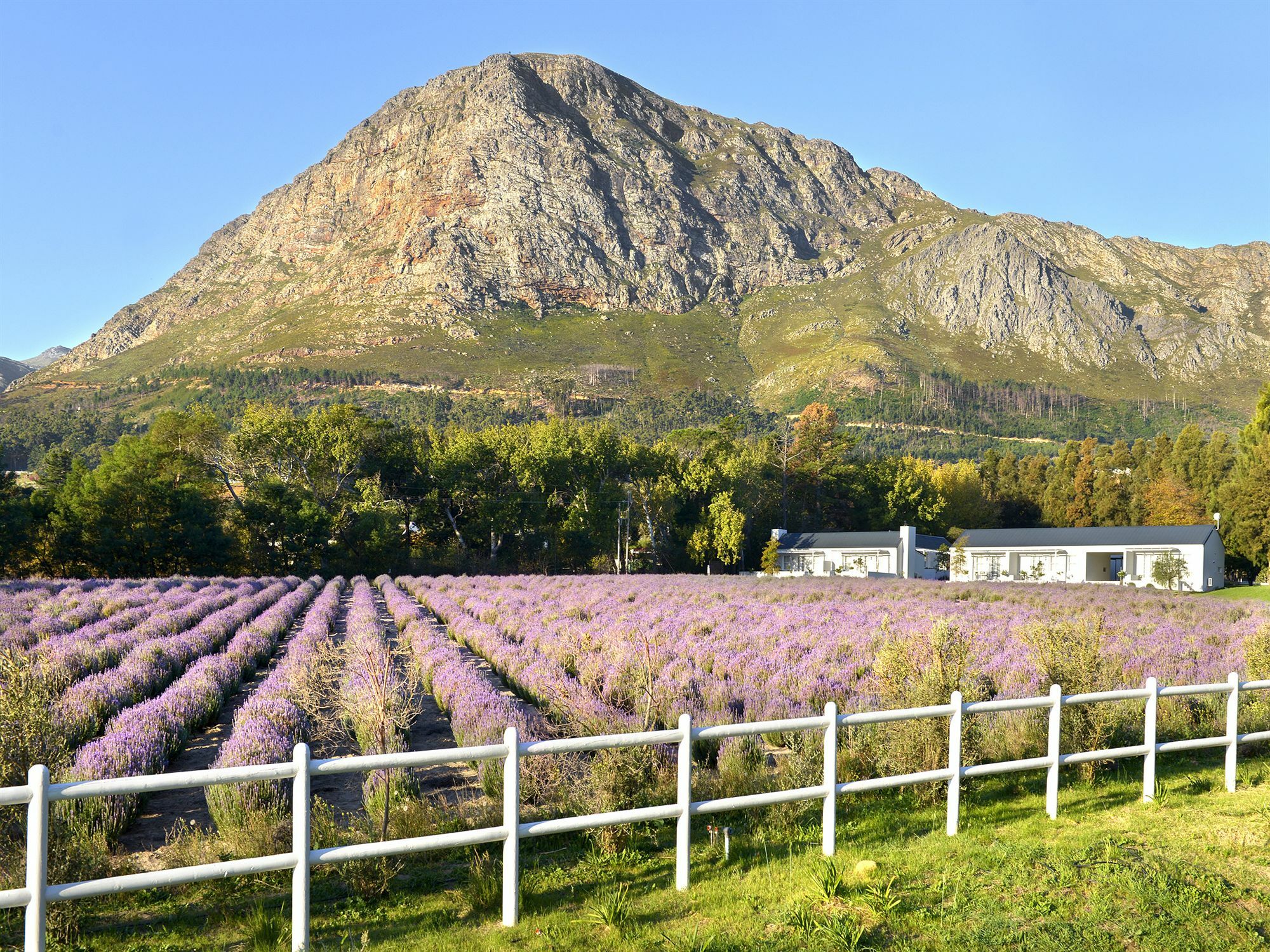 Lavender Farm Guest House Franschhoek Kültér fotó